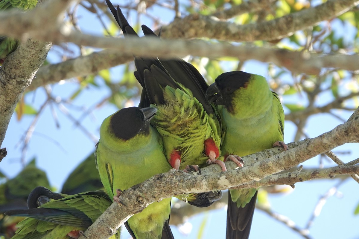 Nanday Parakeet - ML645603850