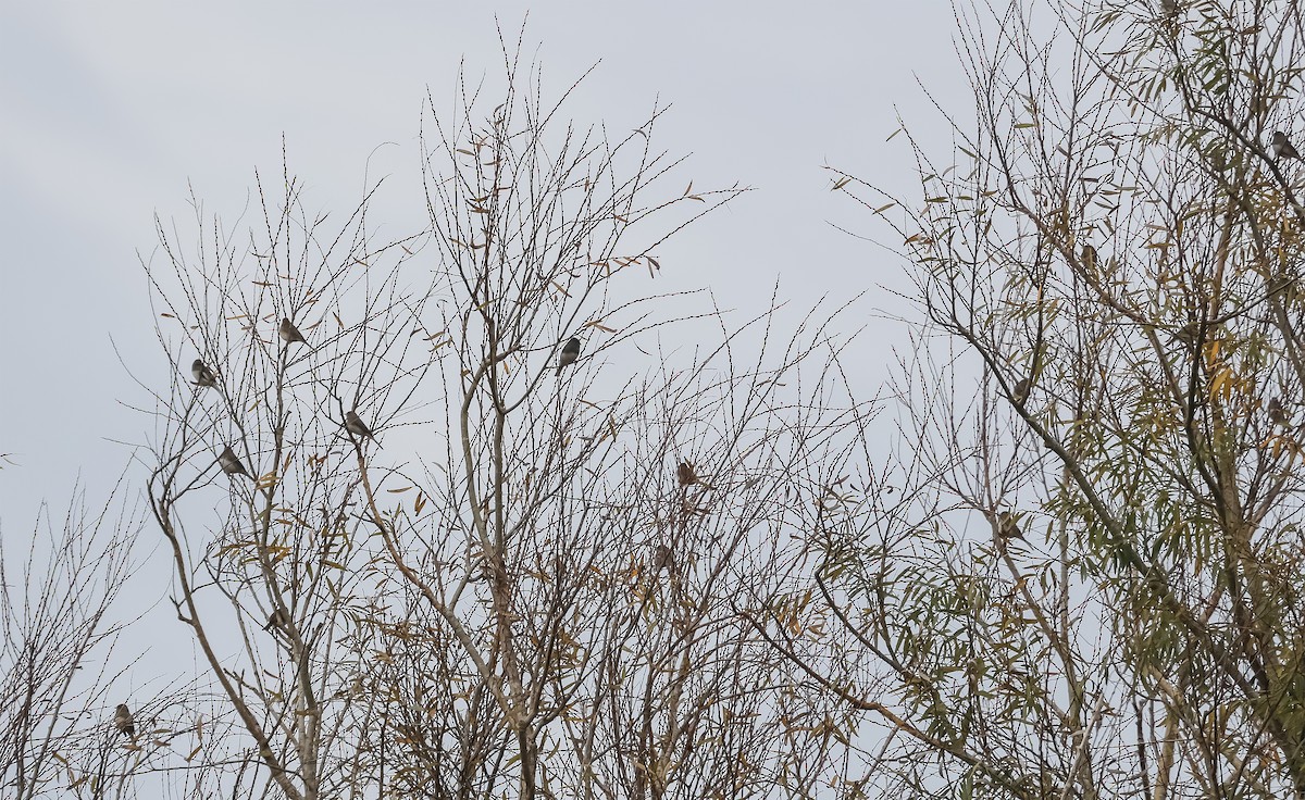 Dark-eyed Junco - ML645603860