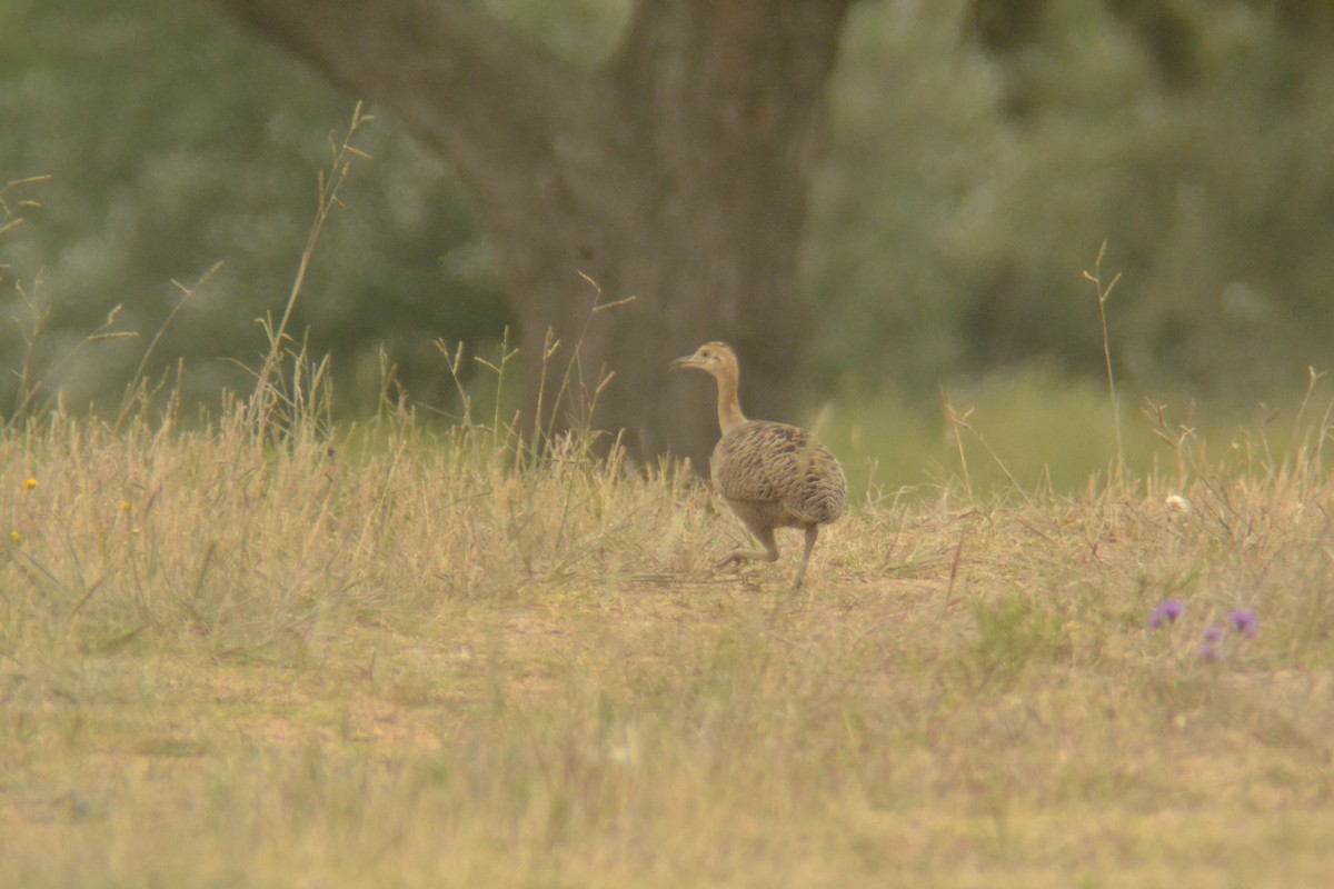 Red-winged Tinamou - ML645603866