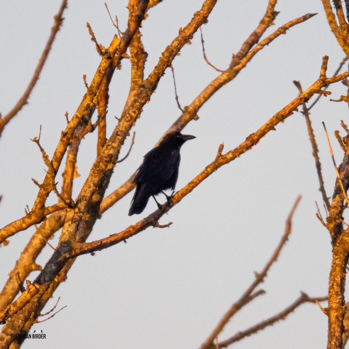 vrána černá - ML645603868