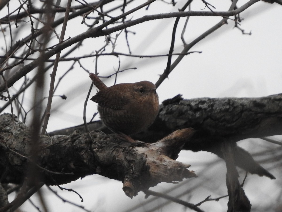 Winter Wren - ML645603869