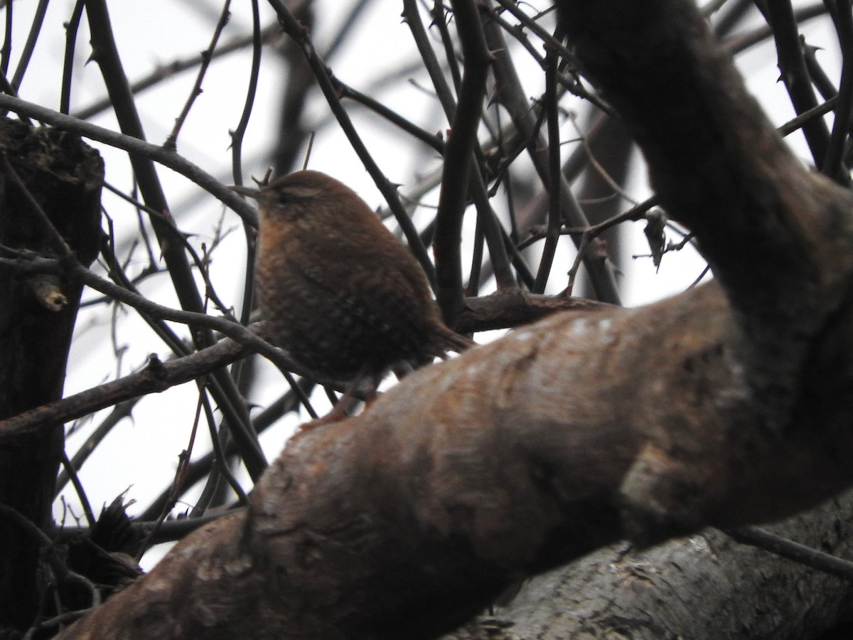 Winter Wren - ML645603870