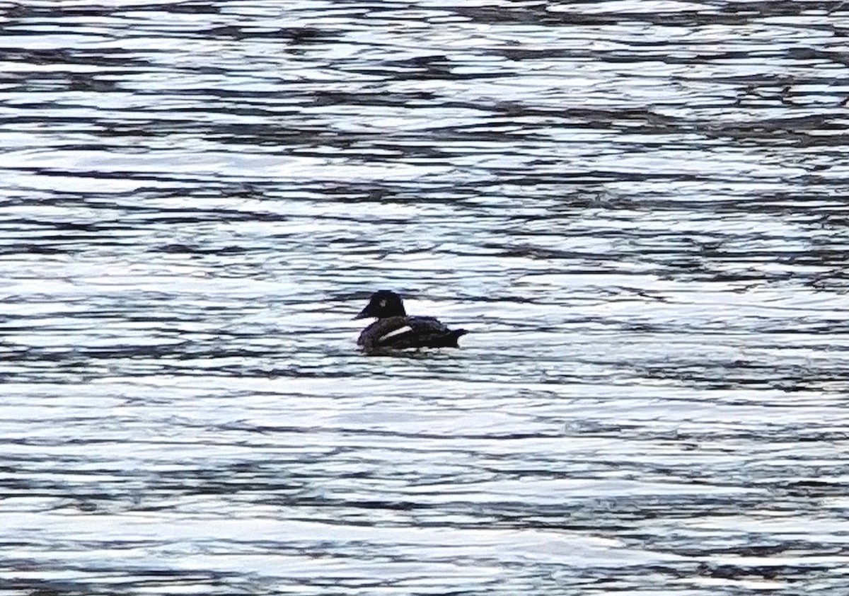 White-winged Scoter - ML645603871