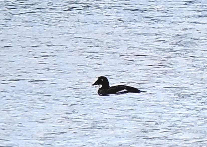 White-winged Scoter - ML645603872