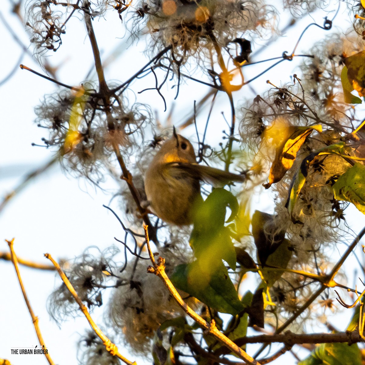 králíček obecný - ML645603876