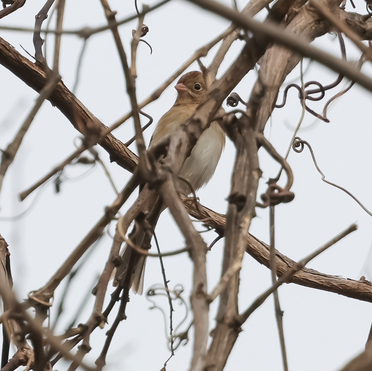 Field Sparrow - ML645603878