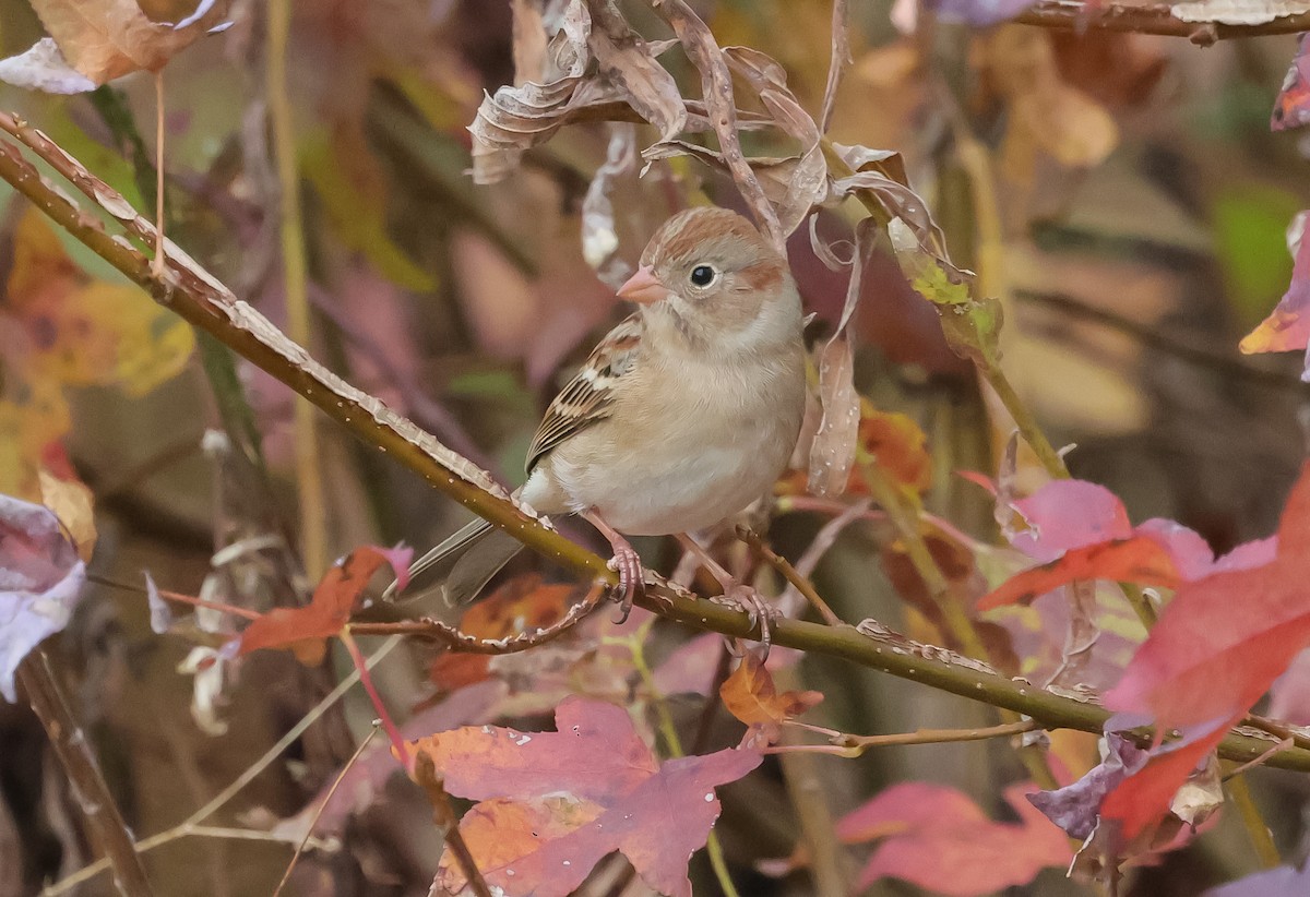 Field Sparrow - ML645603879