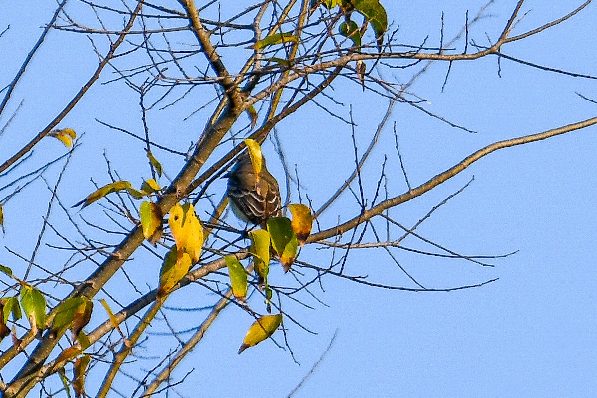 Ash-throated Flycatcher - ML645603895