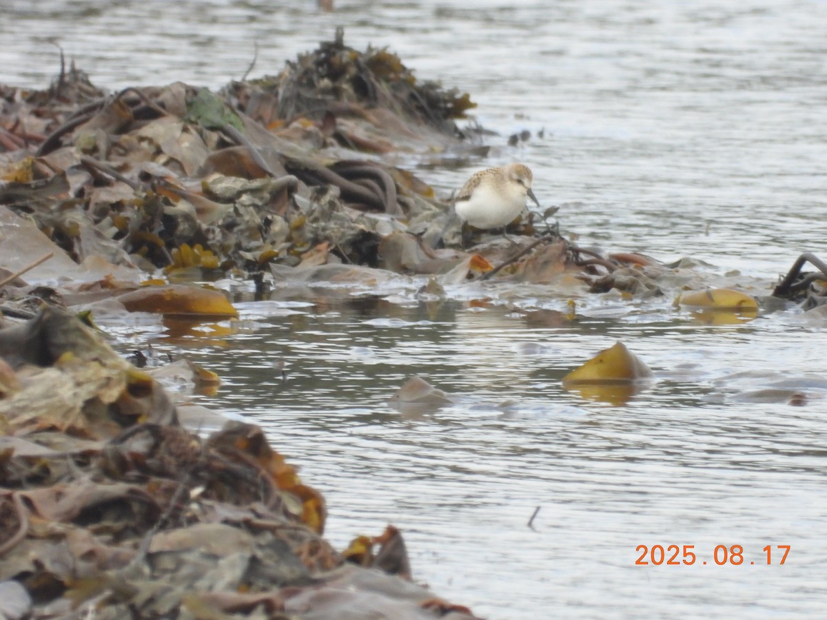 Semipalmated Sandpiper - ML645603901