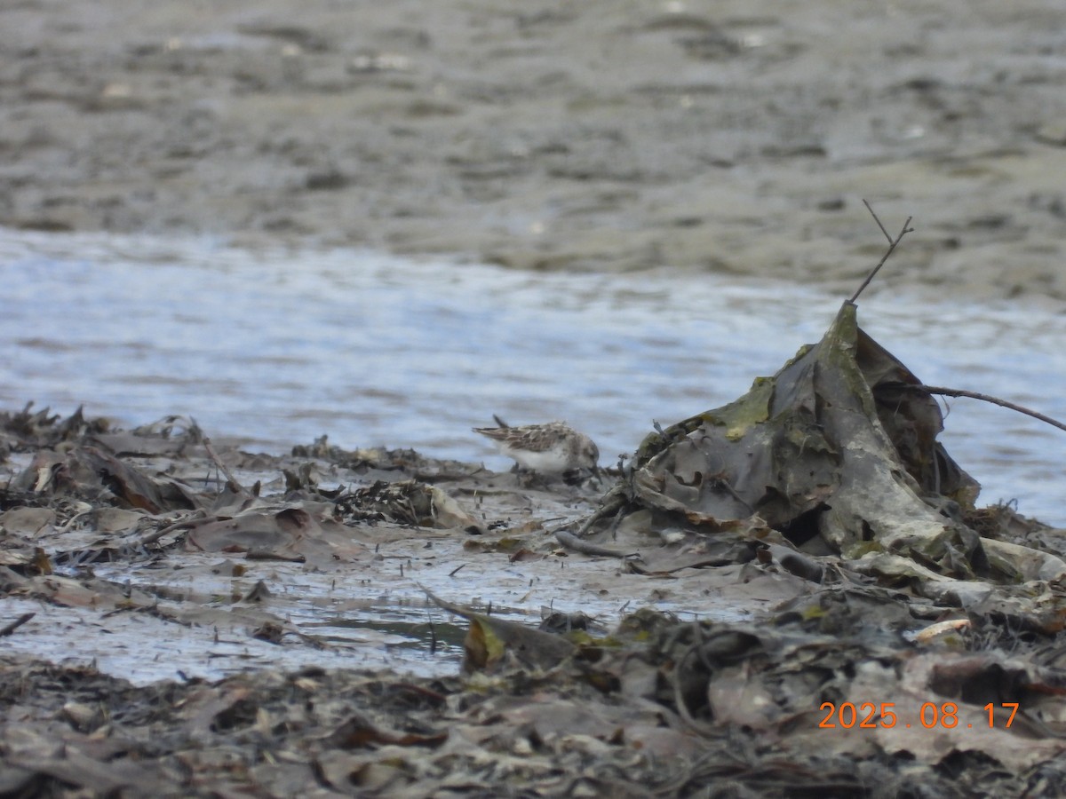 Semipalmated Sandpiper - ML645603902