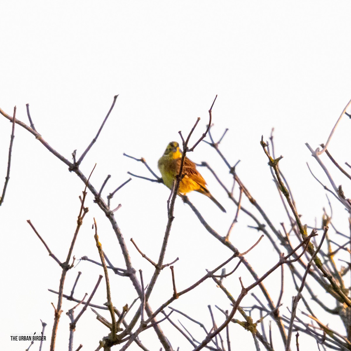 strnad obecný - ML645603903