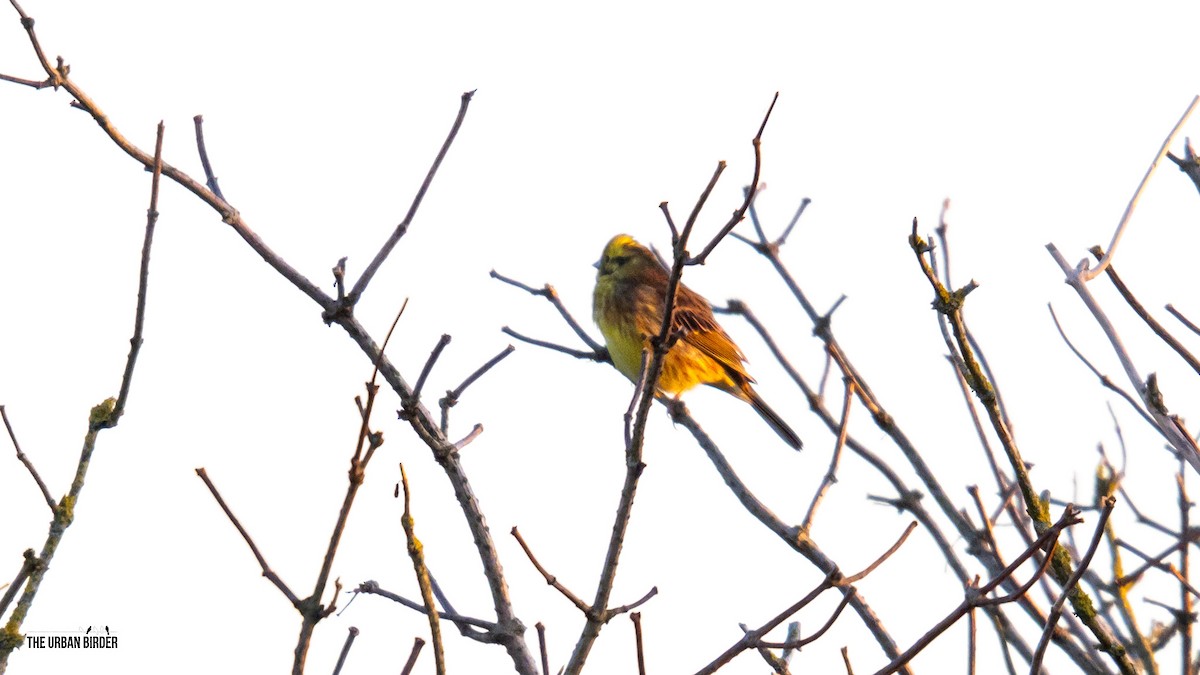 strnad obecný - ML645603904