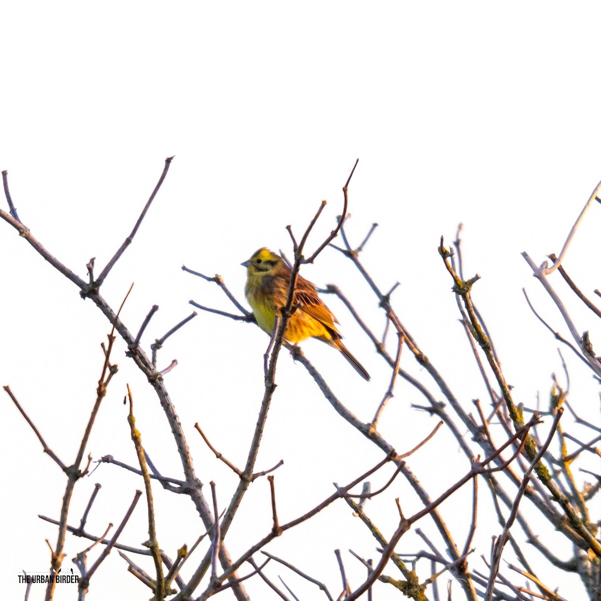 strnad obecný - ML645603905