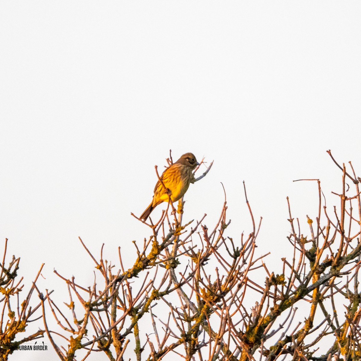 strnad obecný - ML645603906