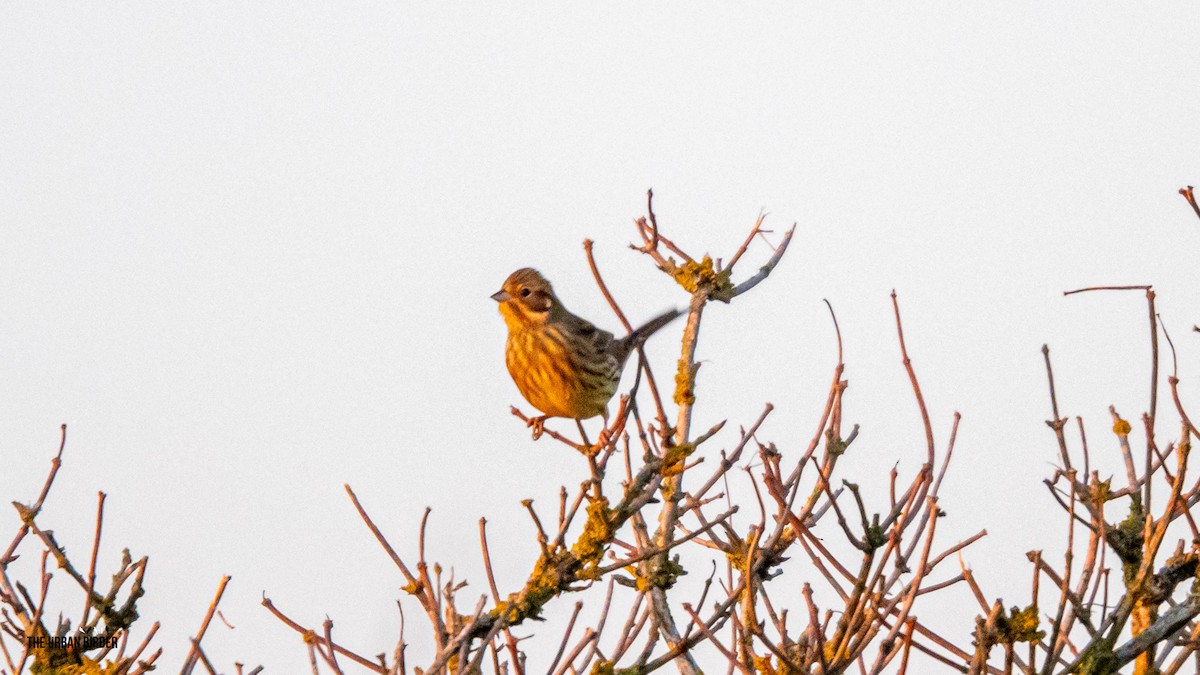 strnad obecný - ML645603907