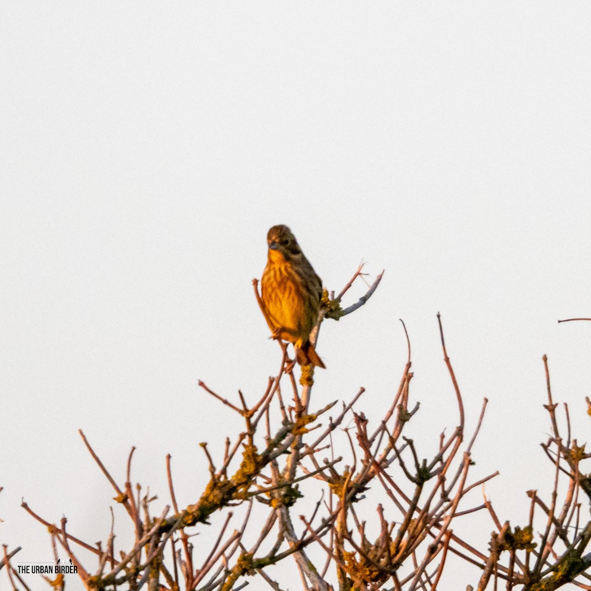 strnad obecný - ML645603908