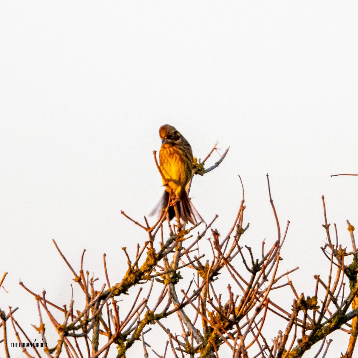 strnad obecný - ML645603909