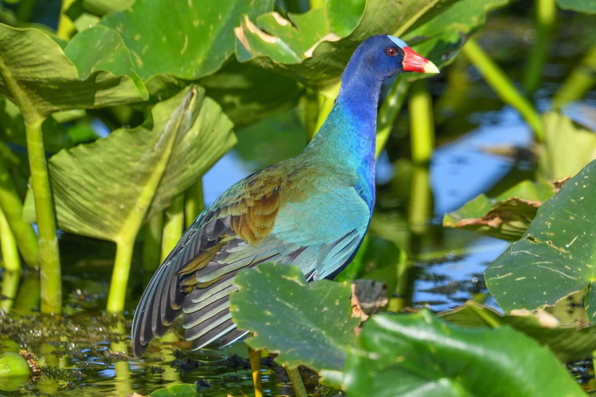 Purple Gallinule - ML645603911
