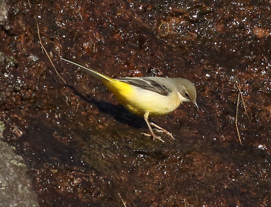 Gray Wagtail - ML645603917