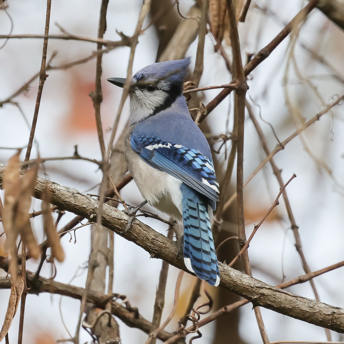 sojka chocholatá - ML645603923