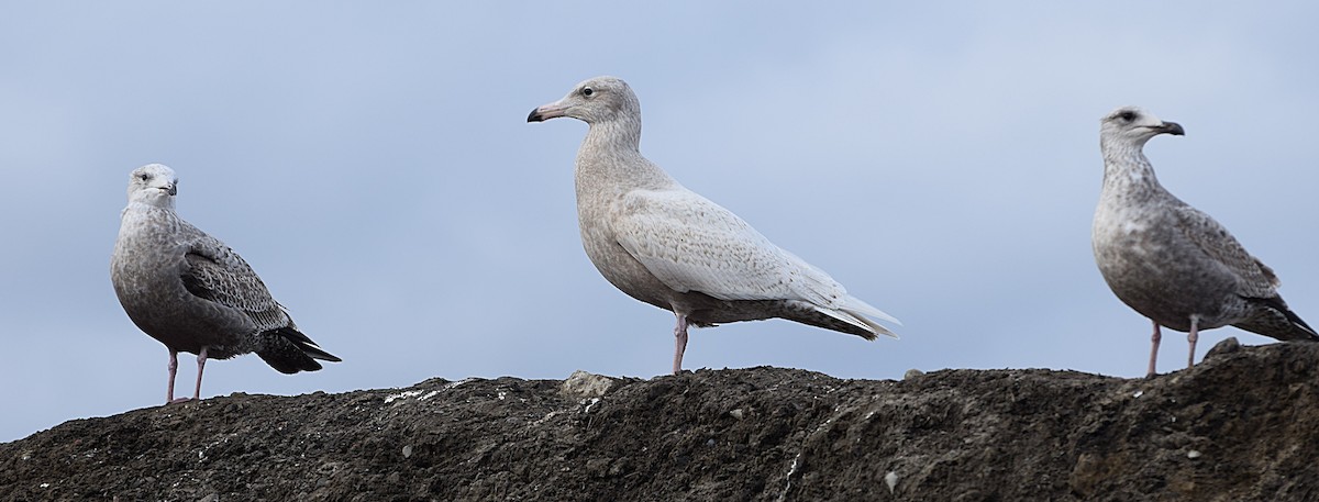 Glaucous Gull - ML645603925