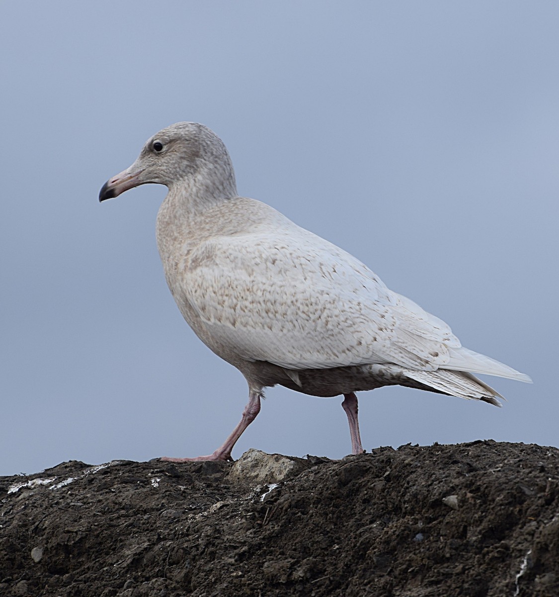 Glaucous Gull - ML645603926