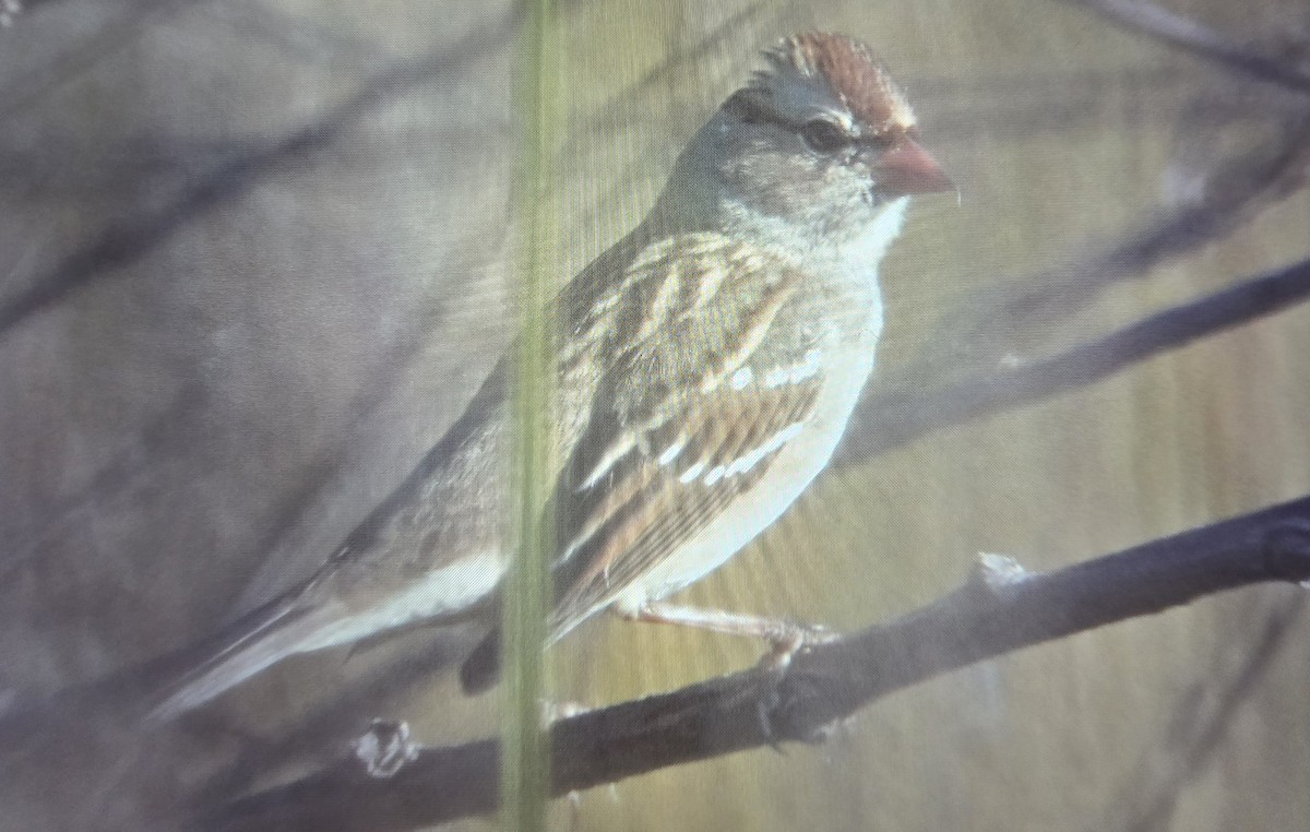White-crowned Sparrow - ML645603927