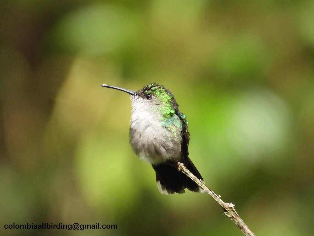 White-booted Racket-tail - ML645603933