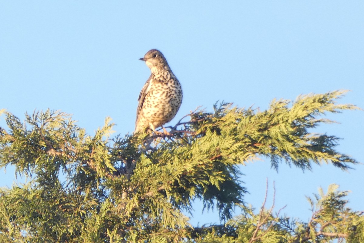 ヤドリギツグミ - ML645603934