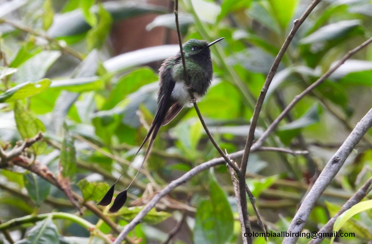 White-booted Racket-tail - ML645603935