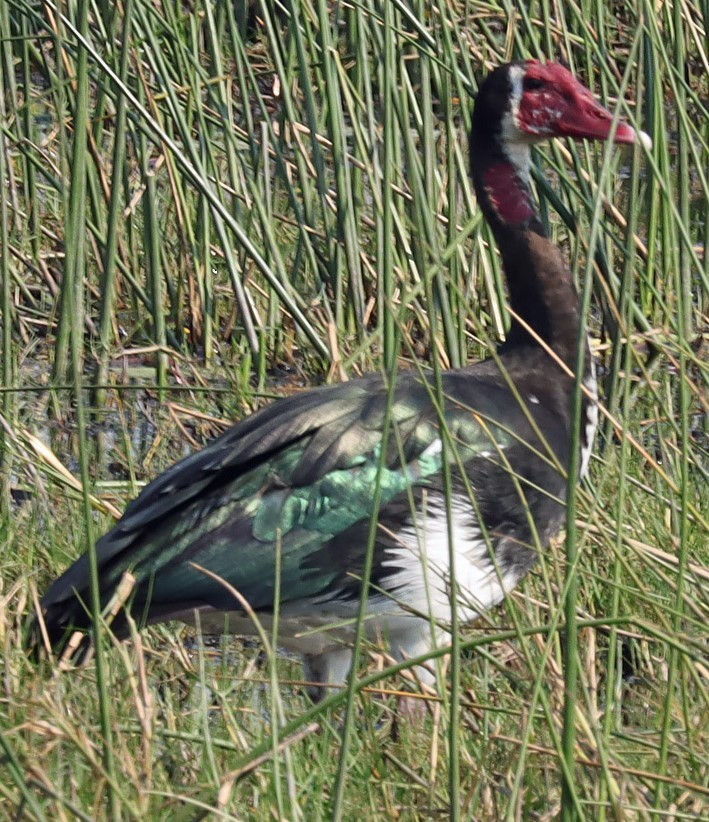 Spur-winged Goose - ML645603936