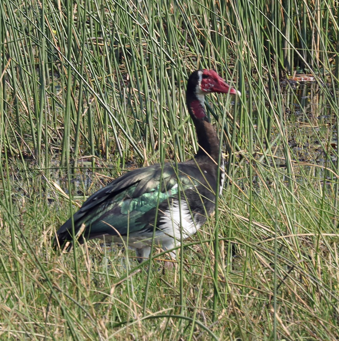 Spur-winged Goose - ML645603937