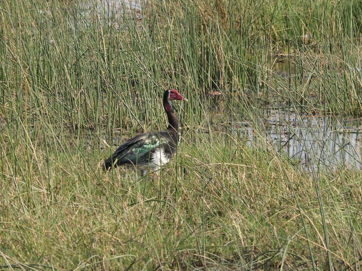 Spur-winged Goose - ML645603938