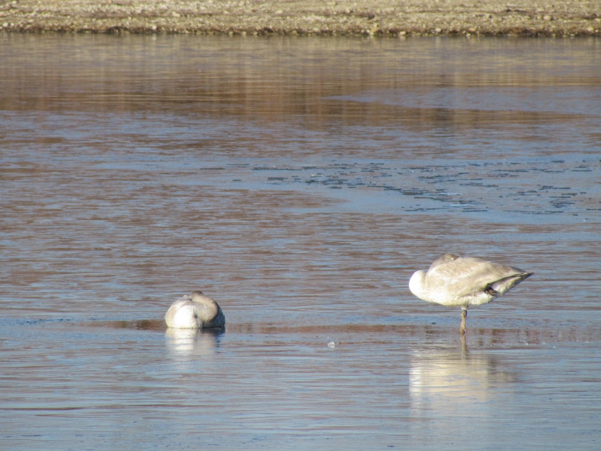Trumpeter Swan - ML645603949