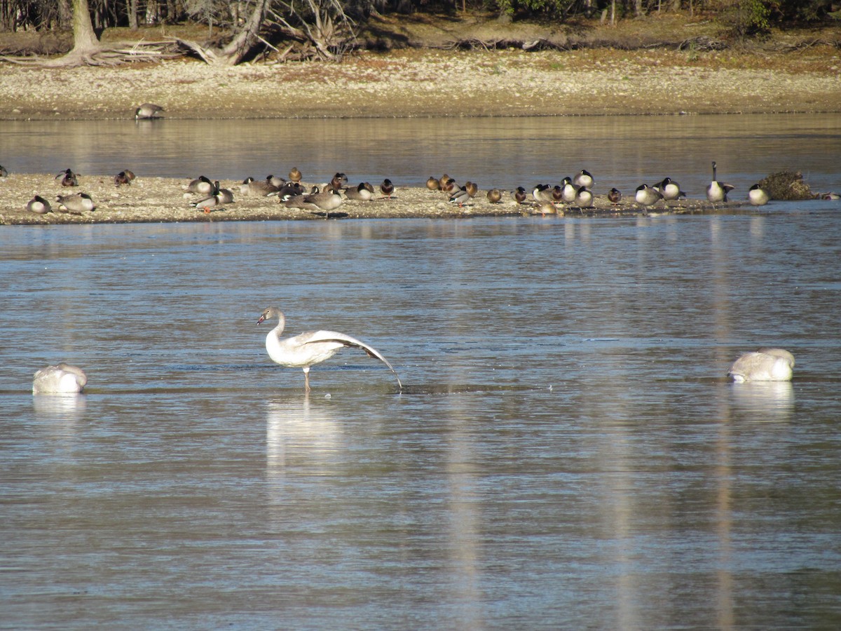 Trumpeter Swan - ML645603953