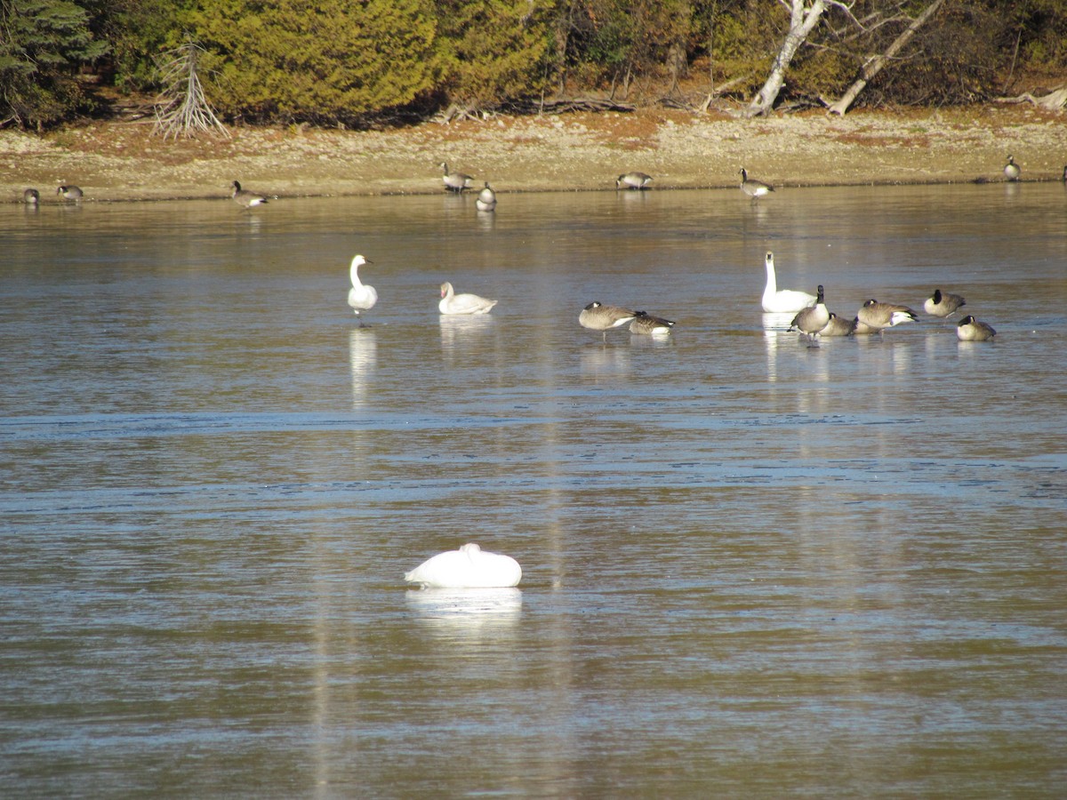 Trumpeter Swan - ML645603954