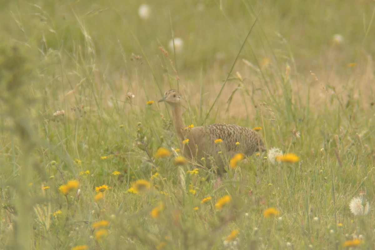 Red-winged Tinamou - ML645603956