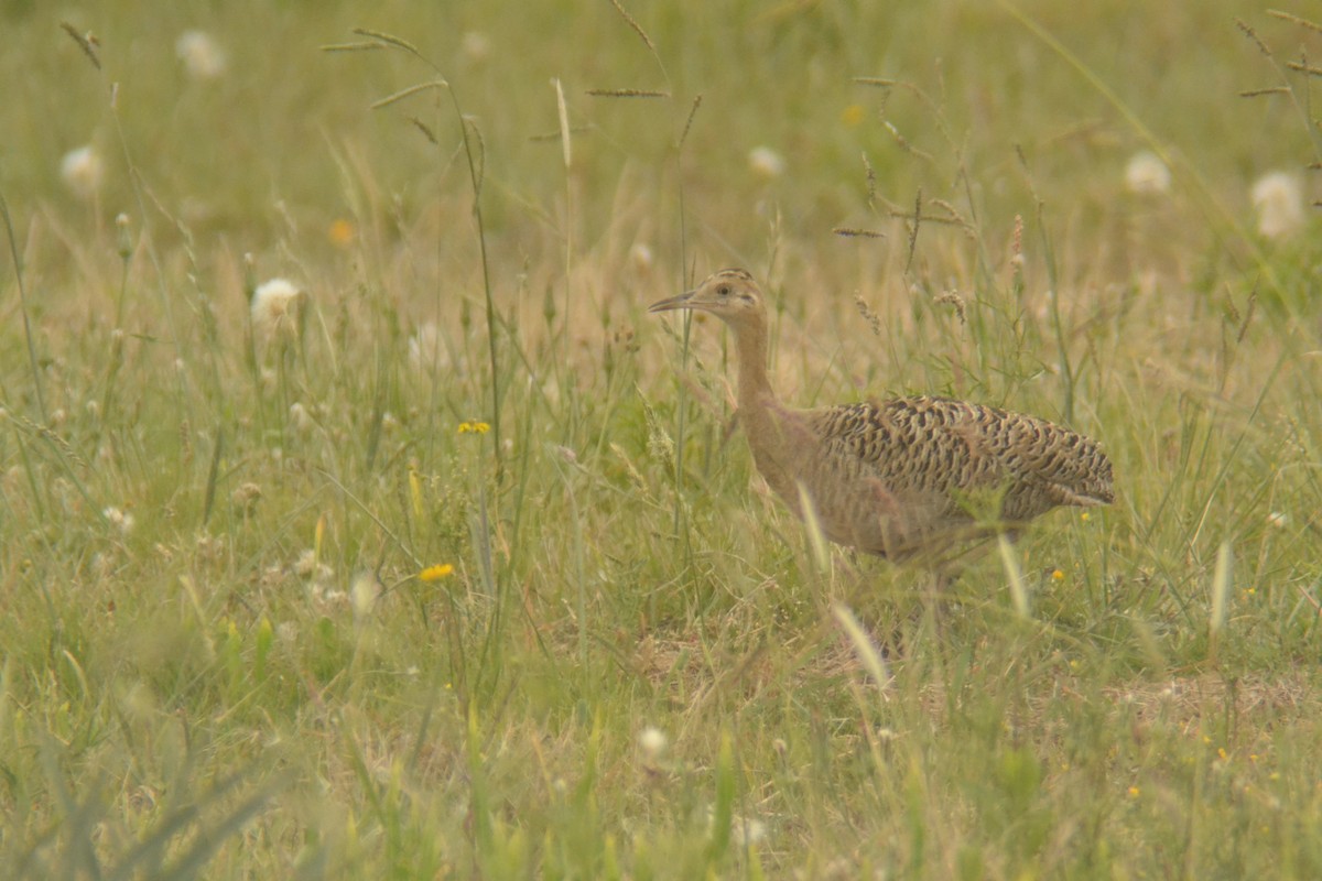 Red-winged Tinamou - ML645603958