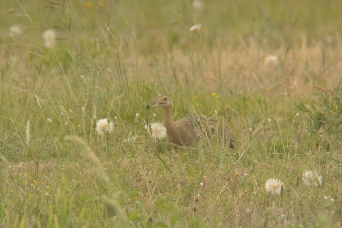 Red-winged Tinamou - ML645603959