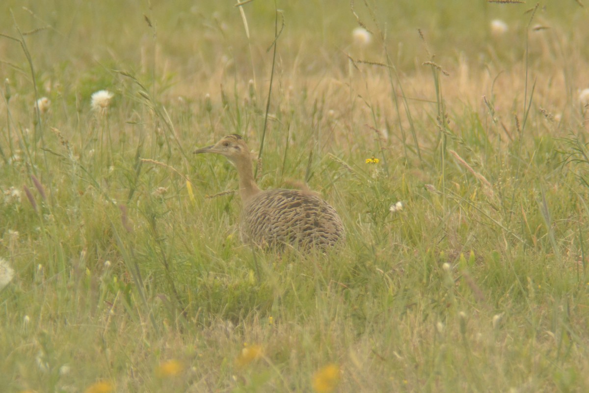 Red-winged Tinamou - ML645603960