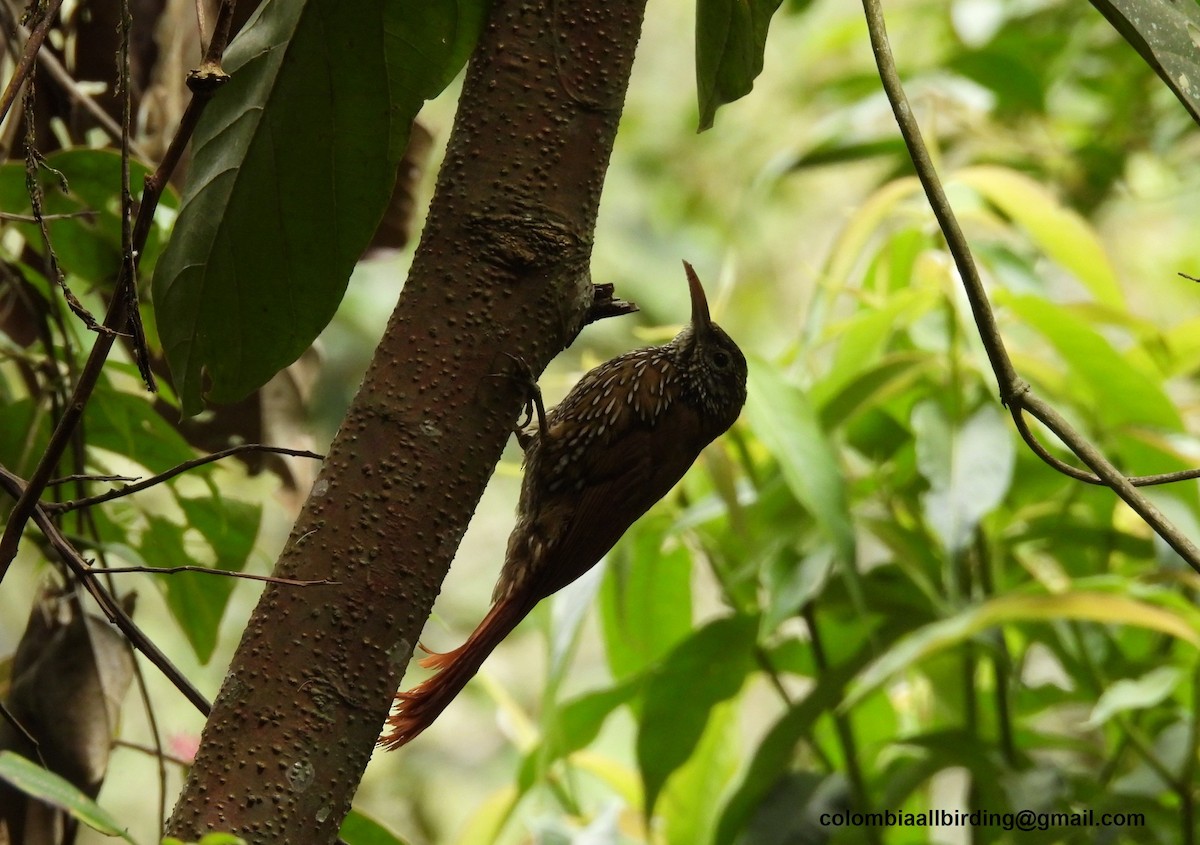 Dağ Tırmaşık - ML645603961