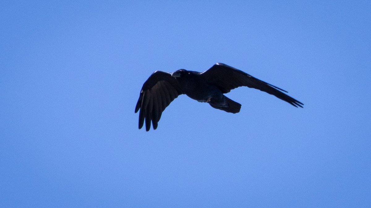 Kuzgun - ML645603962