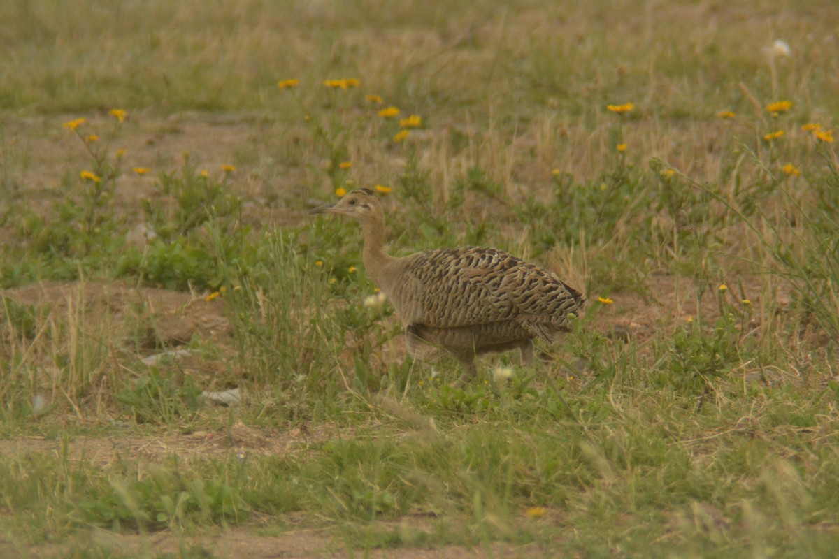 Red-winged Tinamou - ML645603963