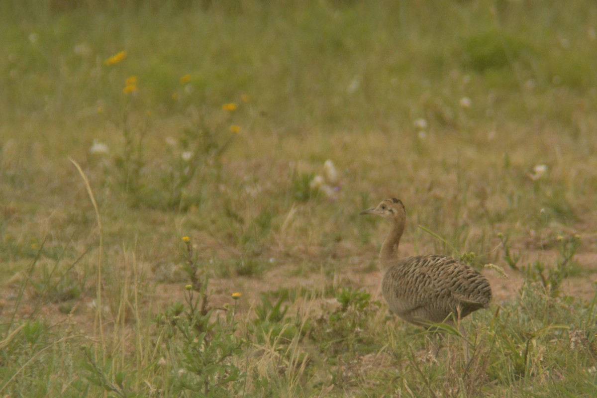 Red-winged Tinamou - ML645603964