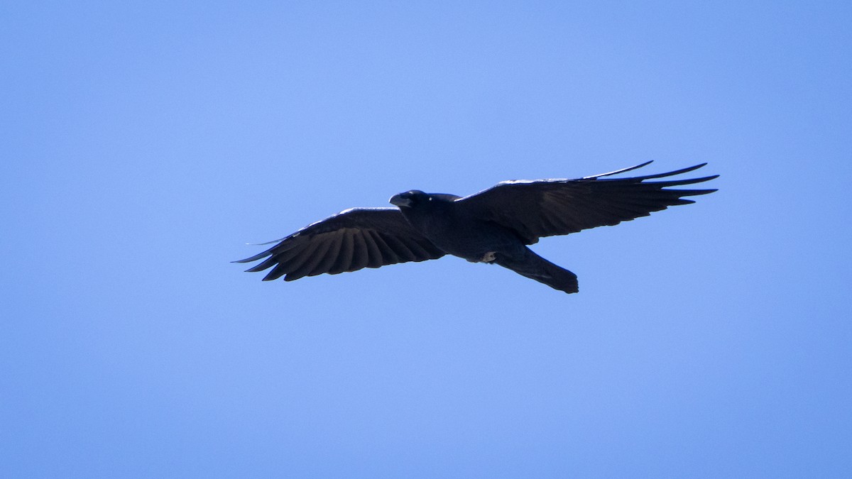 Kuzgun - ML645603966