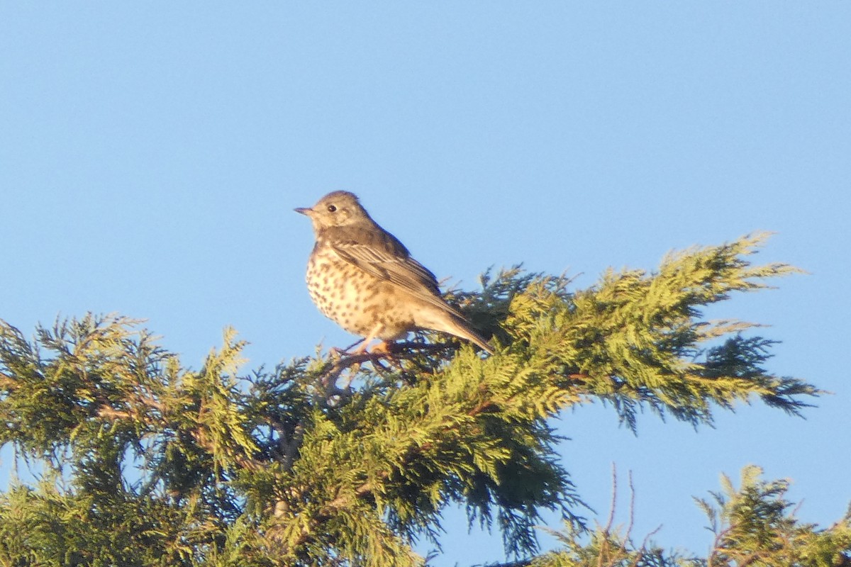 ヤドリギツグミ - ML645603967