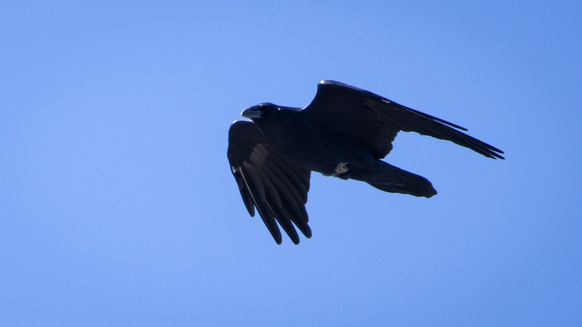 Kuzgun - ML645603969