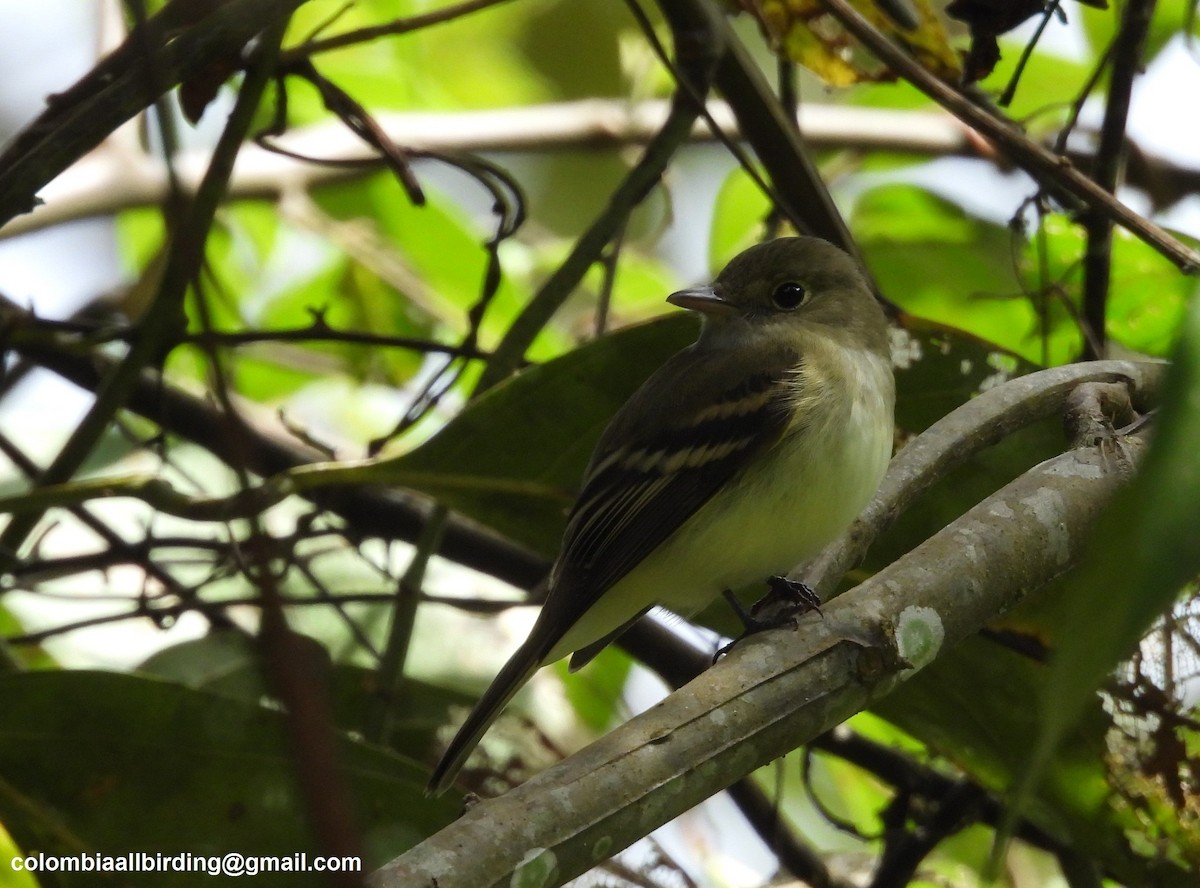 Acadian Flycatcher - ML645603970