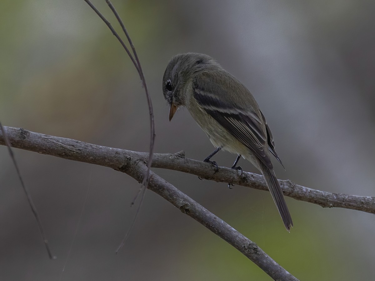Hammond's Flycatcher - ML645603972