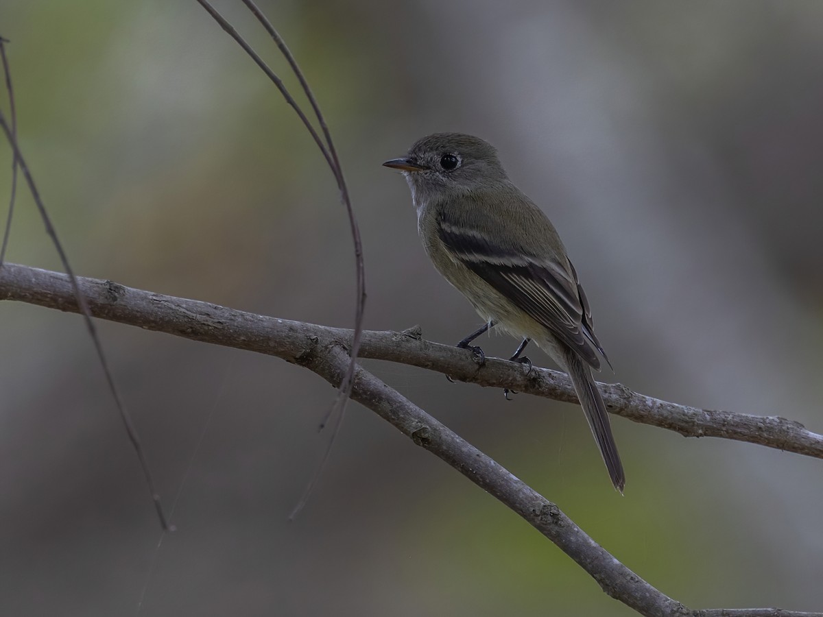 Hammond's Flycatcher - ML645603973